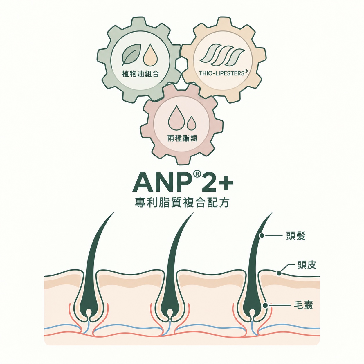 ANP 2+ 三組配方元素齒輪概念圖,下方係頭髮、頭皮及毛囊結構示意